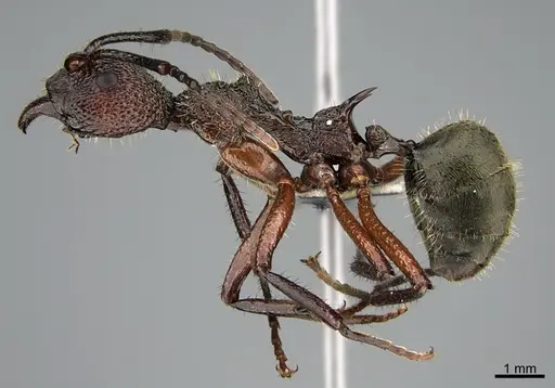 Dolichoderus attelaboides specimen CASENT0923586 image casent0923586_1
