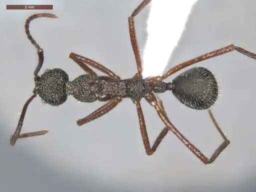 Dolichoderus attelaboides specimen ECOFOG-PA14-0172-10 image ecofog-pa14-0172-10_1