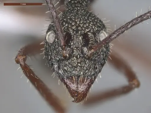 Dolichoderus attelaboides specimen ECOFOG-PA14-0172-10 image ecofog-pa14-0172-10_2
