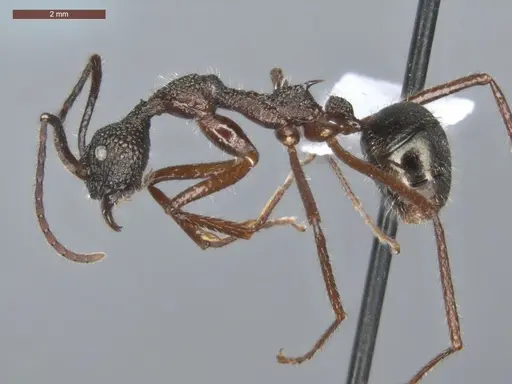 Dolichoderus attelaboides specimen ECOFOG-PA14-0172-10 image ecofog-pa14-0172-10_3