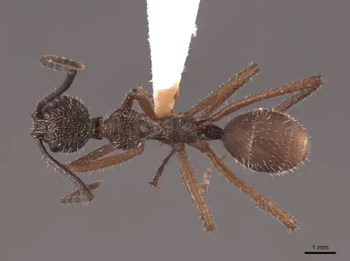 Dolichoderus attelaboides specimen FMNHINS0000062236 image fmnhins0000062236_1