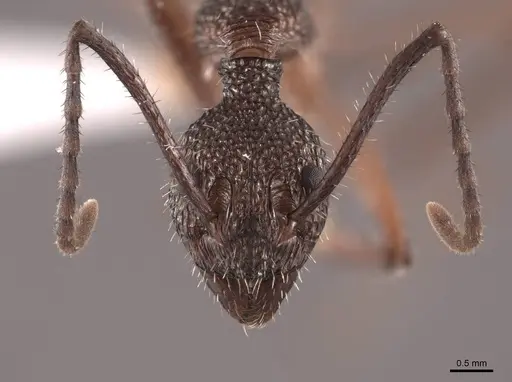 Dolichoderus attelaboides specimen FMNHINS0000062236 image fmnhins0000062236_2