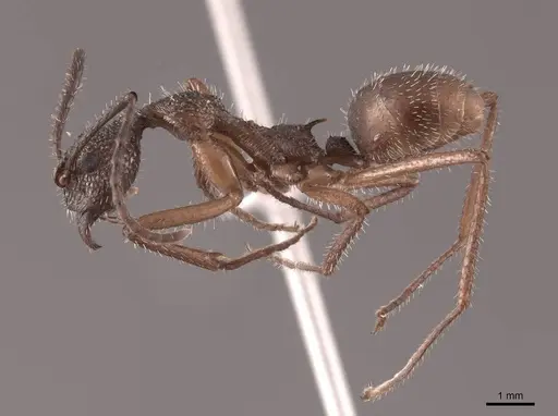 Dolichoderus attelaboides specimen FMNHINS0000062236 image fmnhins0000062236_3