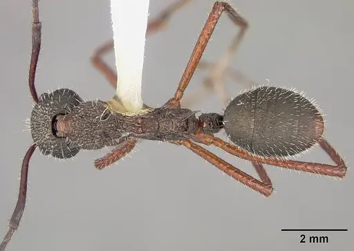 Dolichoderus attelaboides specimen USNMENT00412449 image usnment00412449_1