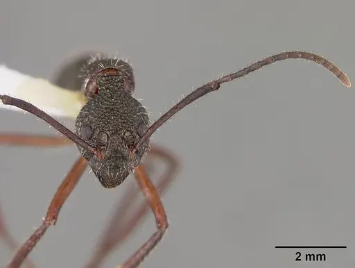 Dolichoderus attelaboides specimen USNMENT00412449 image usnment00412449_2