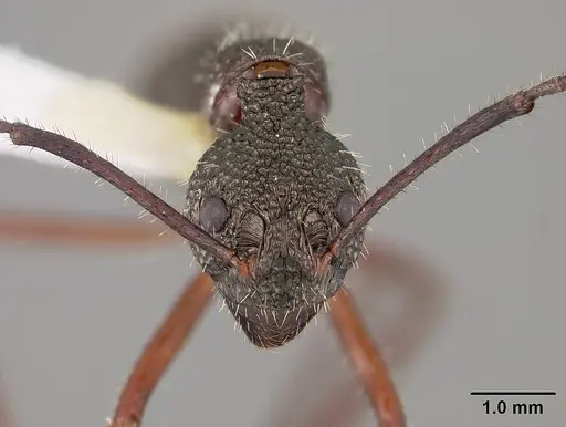 Dolichoderus attelaboides specimen USNMENT00412449 image usnment00412449_3