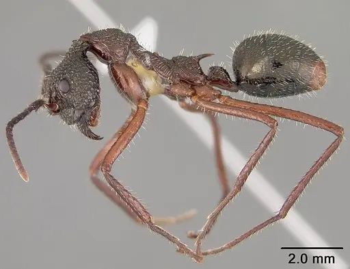 Dolichoderus attelaboides specimen USNMENT00412449 image usnment00412449_4