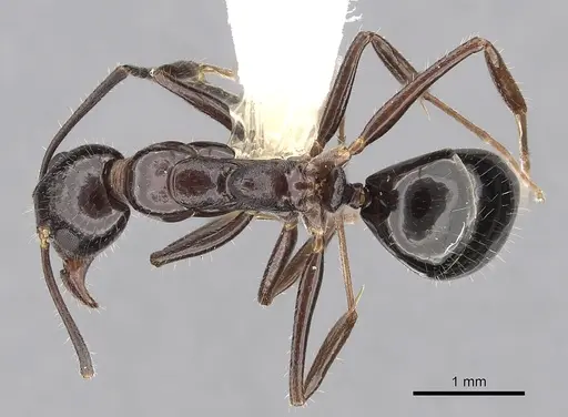 Dolichoderus australis specimen CASENT0249564 image casent0249564_1