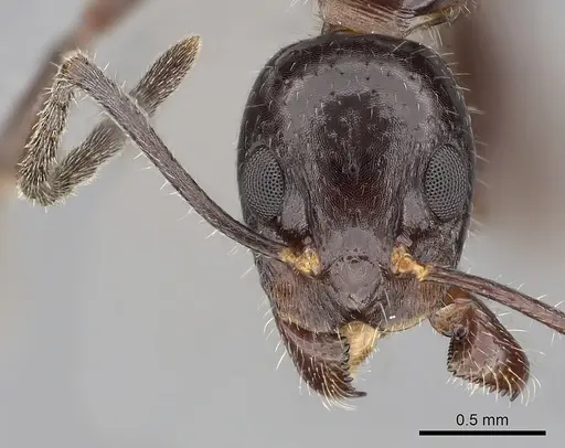 Dolichoderus australis specimen CASENT0249564 image casent0249564_2