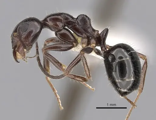 Dolichoderus australis specimen CASENT0249564 image casent0249564_3