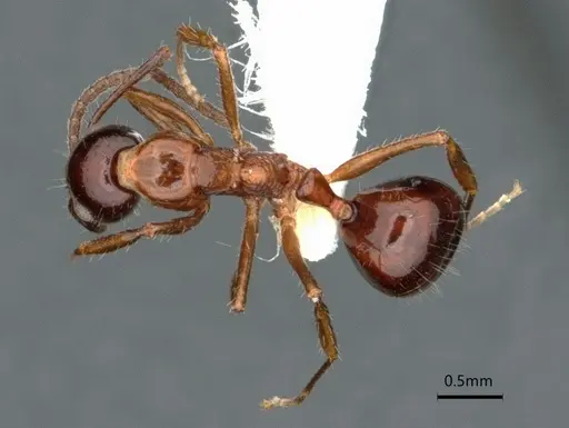Dolichoderus australis specimen CASENT0866529 image casent0866529_1