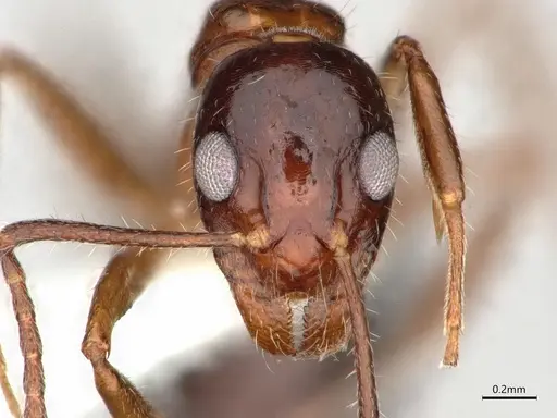 Dolichoderus australis specimen CASENT0866529 image casent0866529_2