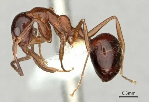 Dolichoderus australis specimen CASENT0866529 image casent0866529_3