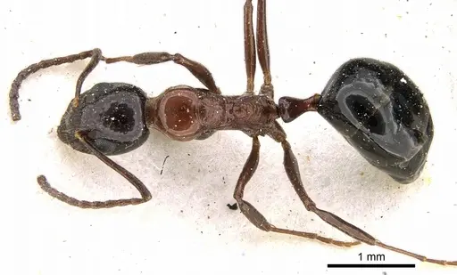 Dolichoderus australis specimen CASENT0906226 image casent0906226_1