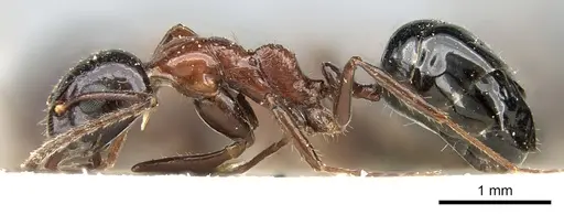 Dolichoderus australis specimen CASENT0906226 image casent0906226_3