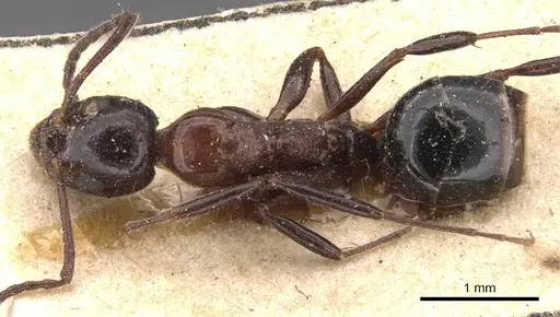 Dolichoderus australis specimen CASENT0909472 image casent0909472_1