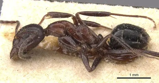 Dolichoderus australis specimen CASENT0909472 image casent0909472_3