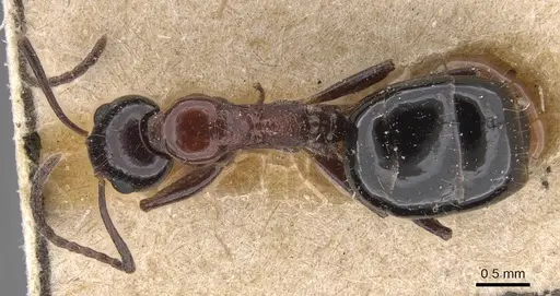 Dolichoderus australis specimen CASENT0915336 image casent0915336_1