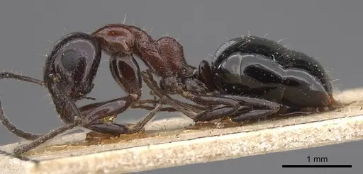 Dolichoderus australis specimen CASENT0915336 image casent0915336_3