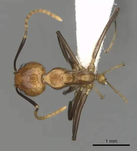 Dolichoderus baenae specimen CASENT0249645 image casent0249645_1
