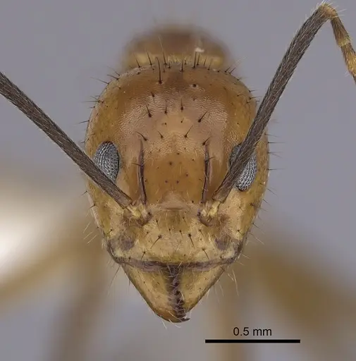 Dolichoderus baenae specimen CASENT0249645 image casent0249645_2