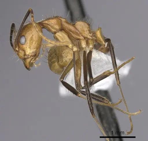 Dolichoderus baenae specimen CASENT0249645 image casent0249645_3