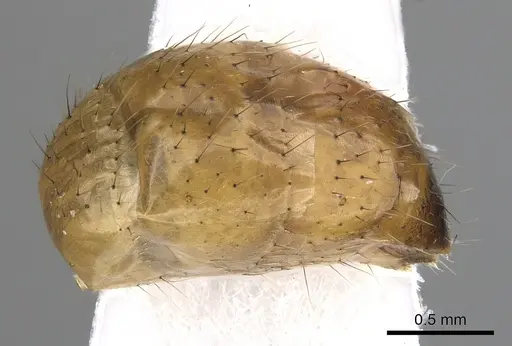 Dolichoderus baenae specimen CASENT0249645 image casent0249645_4