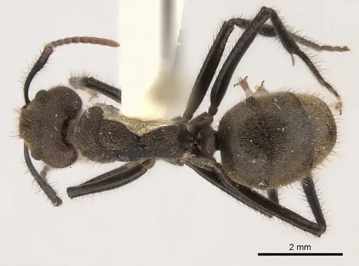 Dolichoderus bidens specimen CASENT0217392 image casent0217392_1