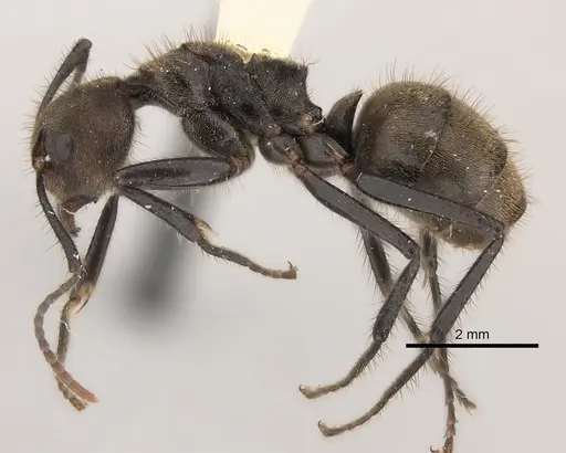 Dolichoderus bidens specimen CASENT0217392 image casent0217392_3