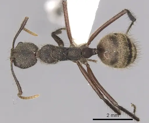 Dolichoderus bidens specimen CASENT0249582 image casent0249582_1