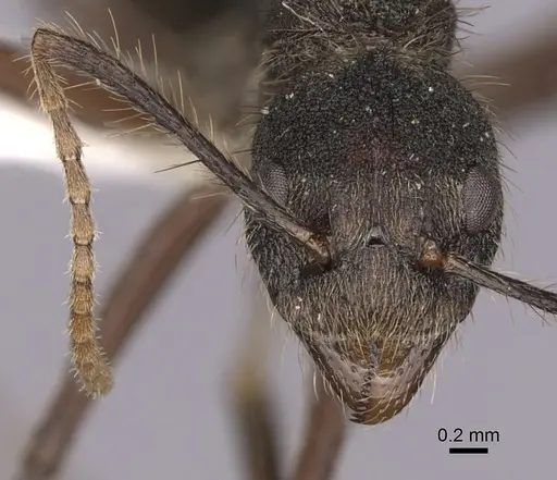 Dolichoderus bidens specimen CASENT0249582 image casent0249582_2