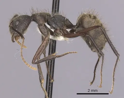 Dolichoderus bidens specimen CASENT0249582 image casent0249582_3