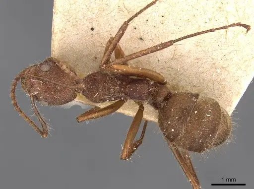 Dolichoderus bidens specimen CASENT0909460 image casent0909460_1