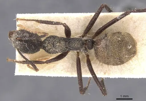 Dolichoderus bidens specimen CASENT0911503 image casent0911503_1