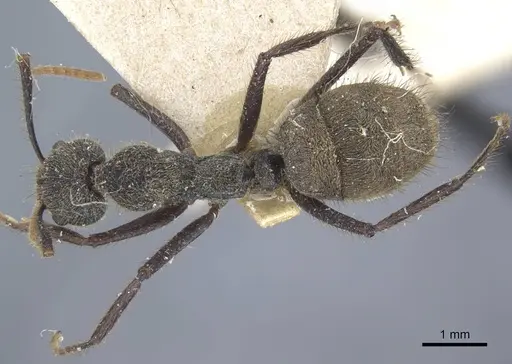 Dolichoderus bidens specimen CASENT0917092 image casent0917092_1