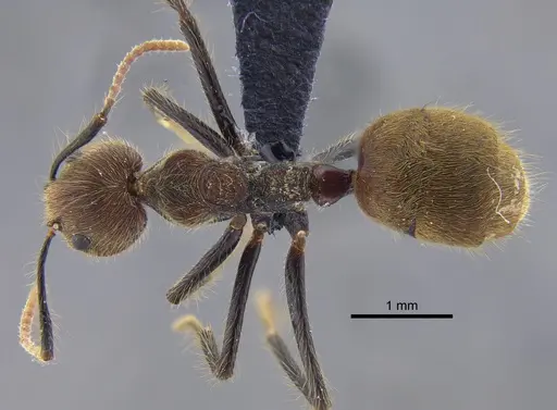 Dolichoderus bidens specimen CBUMAGENT41843 image cbumagent41843_1