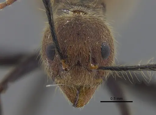 Dolichoderus bidens specimen CBUMAGENT41843 image cbumagent41843_2