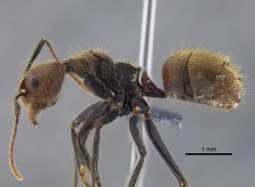 Dolichoderus bidens specimen CBUMAGENT41843 image cbumagent41843_3
