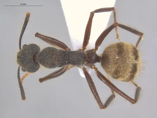 Dolichoderus bidens specimen ECOFOG-MI15-0141-17 image ecofog-mi15-0141-17_1