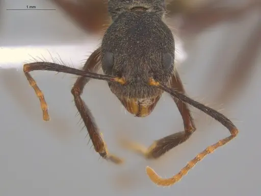 Dolichoderus bidens specimen ECOFOG-MI15-0141-17 image ecofog-mi15-0141-17_2