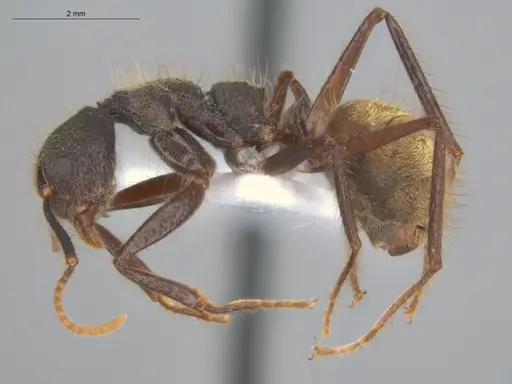 Dolichoderus bidens specimen ECOFOG-MI15-0141-17 image ecofog-mi15-0141-17_3