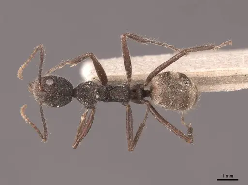 Dolichoderus bidens specimen FMNHINS0000045058 image fmnhins0000045058_1