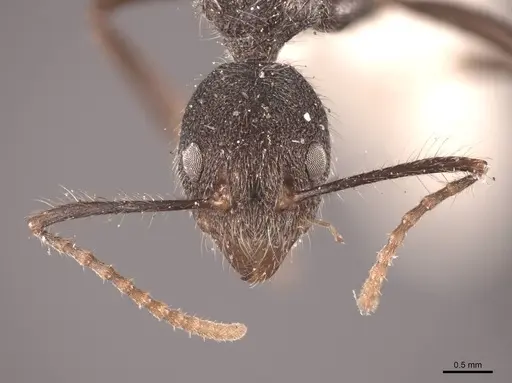 Dolichoderus bidens specimen FMNHINS0000045058 image fmnhins0000045058_2