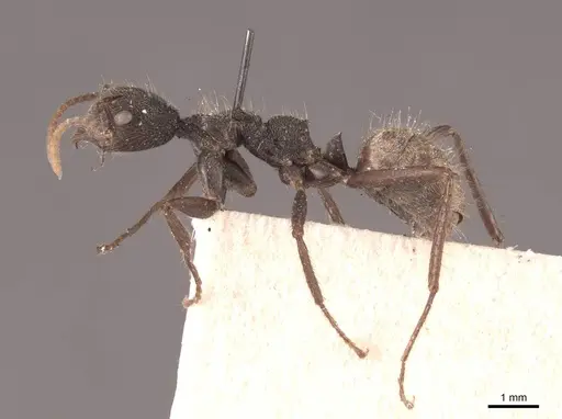 Dolichoderus bidens specimen FMNHINS0000045058 image fmnhins0000045058_3