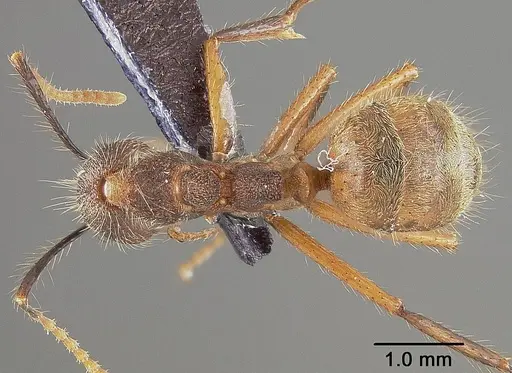 Dolichoderus bidens specimen USNMENT00446009 image usnment00446009_1