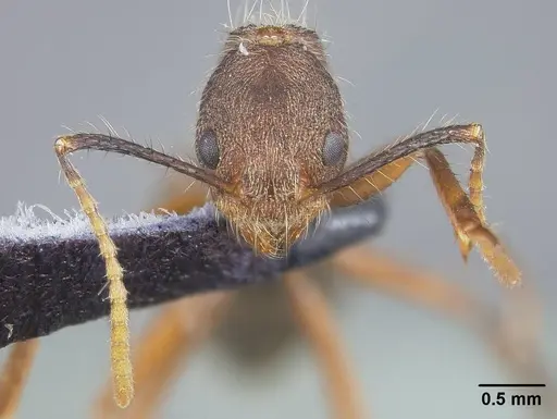 Dolichoderus bidens specimen USNMENT00446009 image usnment00446009_2