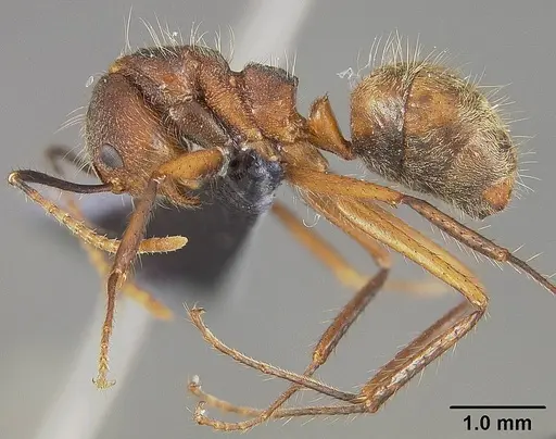 Dolichoderus bidens specimen USNMENT00446009 image usnment00446009_3