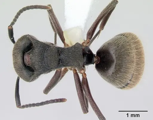 Dolichoderus bispinosus specimen CASENT0173833 image casent0173833_1