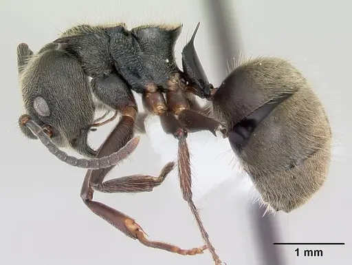 Dolichoderus bispinosus specimen CASENT0173833 image casent0173833_3