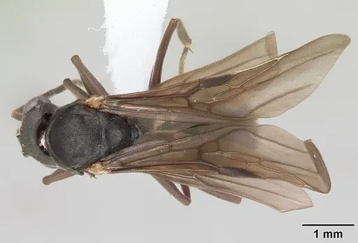 Dolichoderus bispinosus specimen CASENT0173834 image casent0173834_1